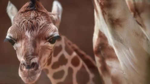 小长颈鹿的诞生难得一见，不知道摔得是不是很痛！