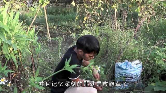 农村被忽视的一种野草,被人称作虎鞭草,殊不知却是男人的最爱