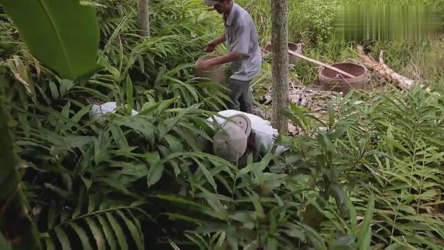 意外!看起来其貌不扬的小果子,竟是“四大南药”之一的春砂仁