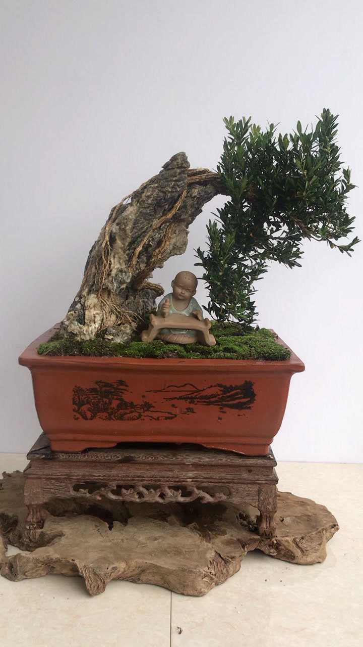 黄杨附石盆景