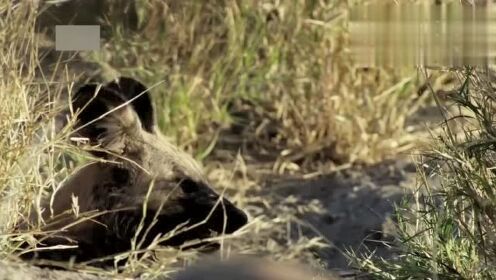 坚不可摧的情感——非洲野狗家族,塞伦盖蒂,非洲的大平原