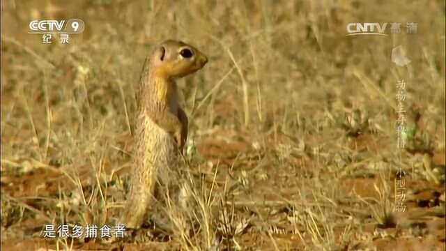 动物生存秘籍 小型动物 地松鼠的警惕