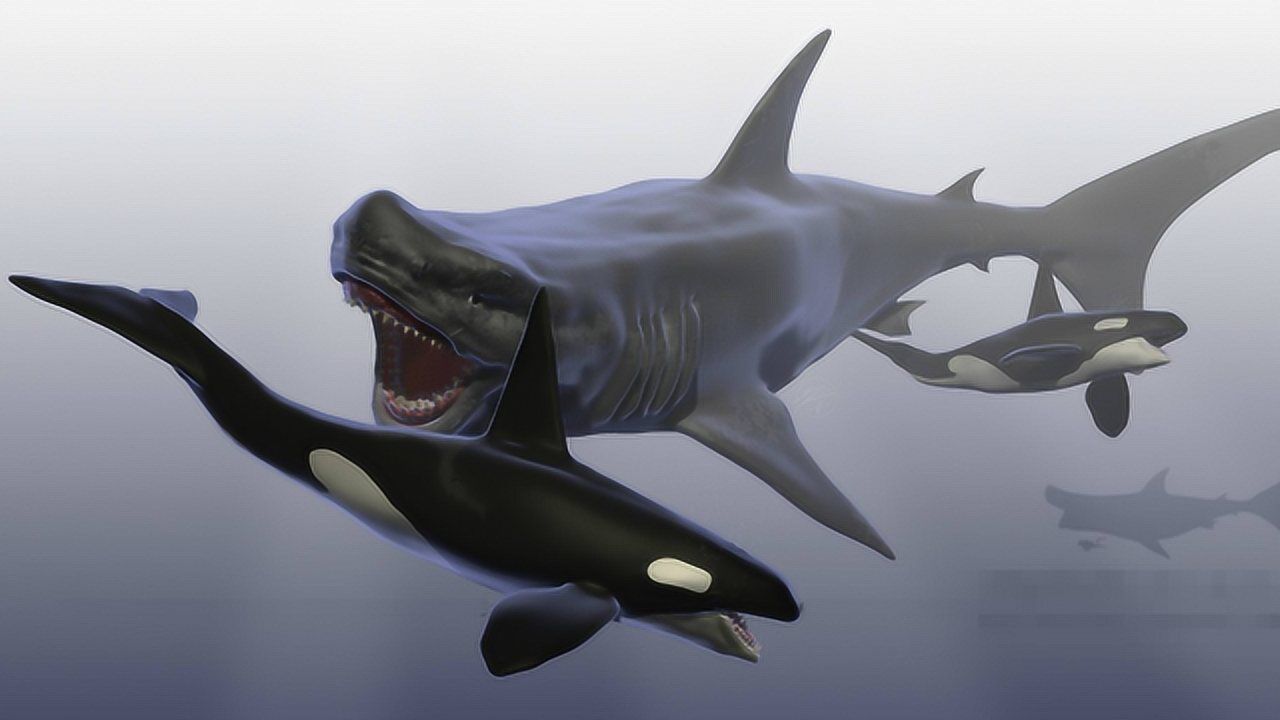 巨齿鲨能抗衡多少头虎鲸比大白鲨还恐怖的巨齿鲨虎鲸都不敢惹