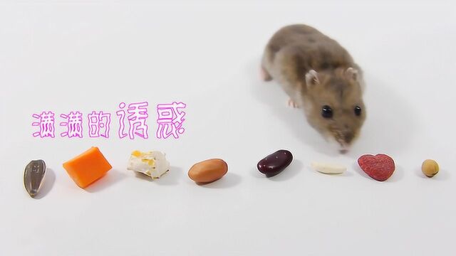 8种食物摆在仓鼠面前,看看它最喜欢吃什么?