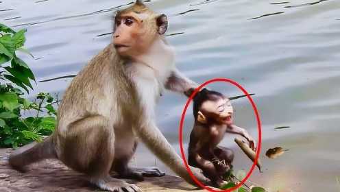 小猴子被猴妈妈虐待，把小猴子推下水，网友：这就是母爱？