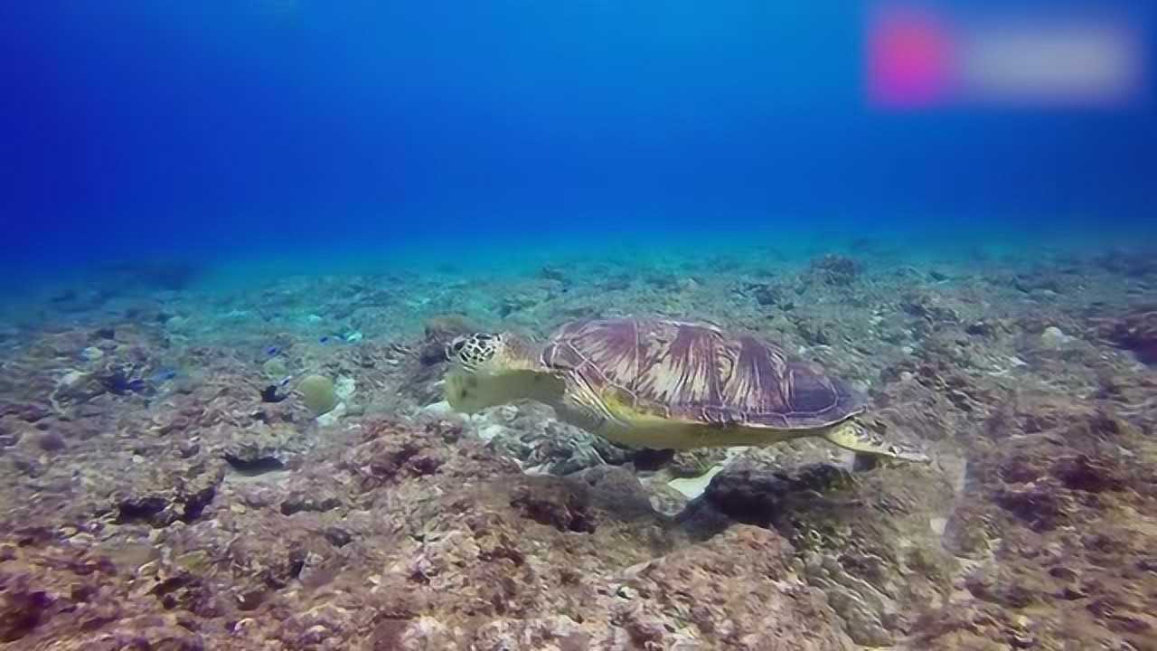 真神奇!看看乌龟是怎么游泳的_腾讯视频