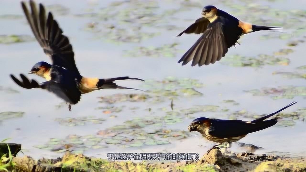 为什么说燕子低飞后会就要下雨其中有什么原因今天终于知道了