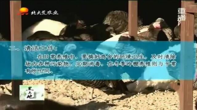 火鸡冬季养殖注意事项