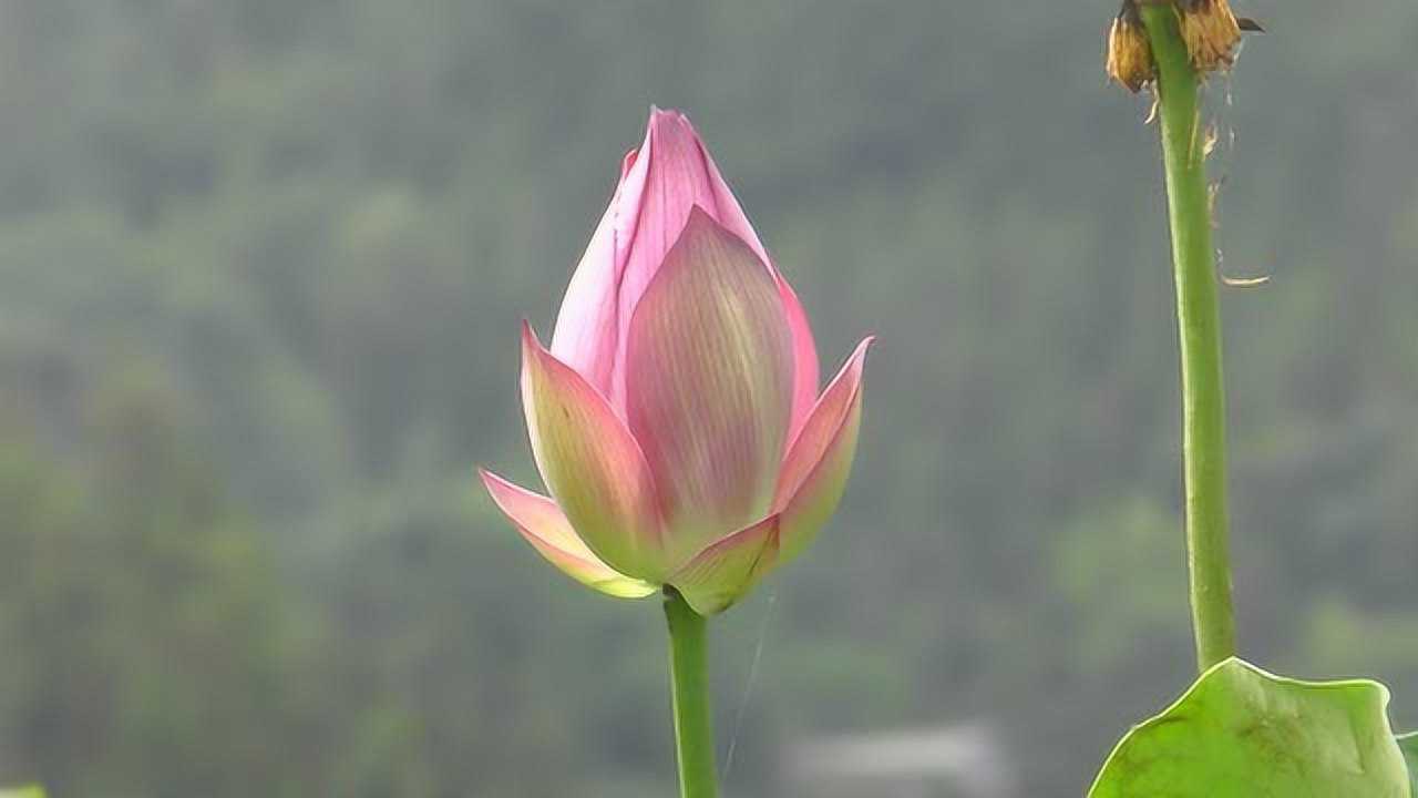 实拍万亩荷花高清视频素材_高清
