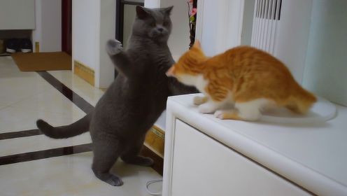 两只公猫初次见面，小橘猫直接炸毛，还被大猫追着满屋子打！