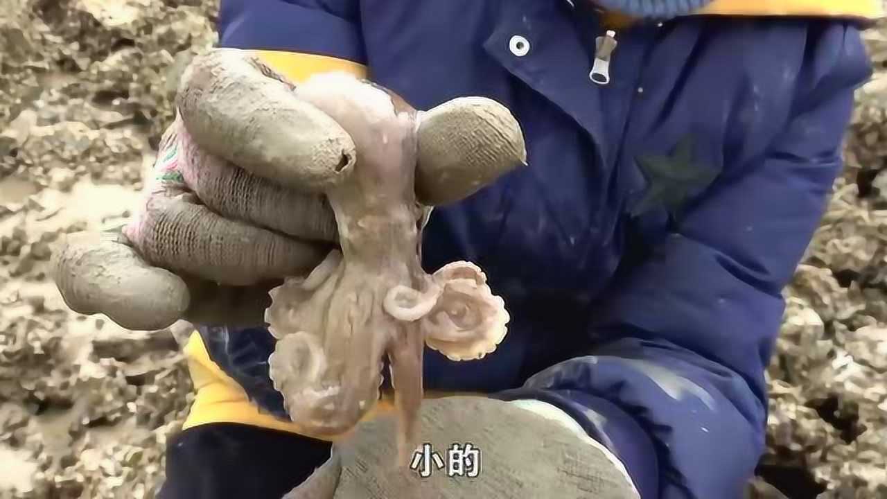 正月十五大退潮,大梅赶海捡到好多八爪鱼,和老乡抢海鲜真累!