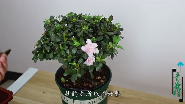 杜鹃不好养?其实“一分不花,野外刮一刮”就能养到杜鹃花花满盆