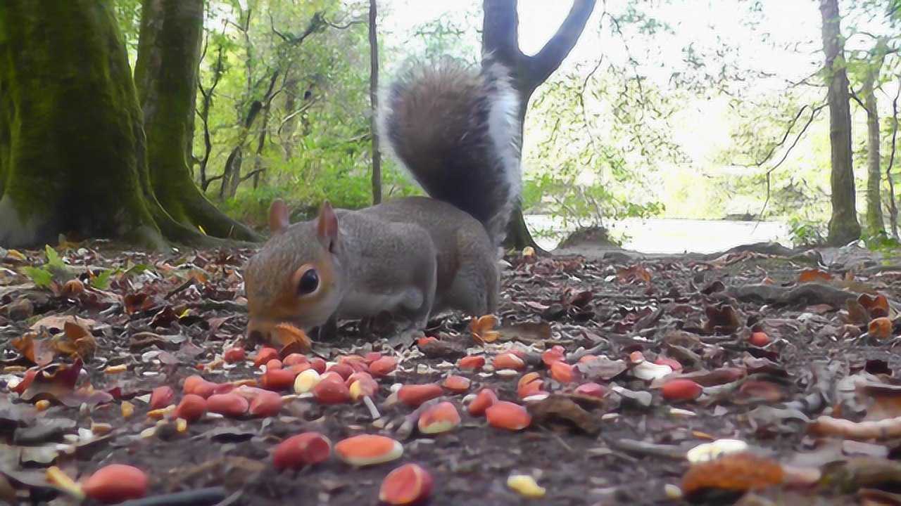 野生萌宠-近距离松鼠观察松鼠吃橡果