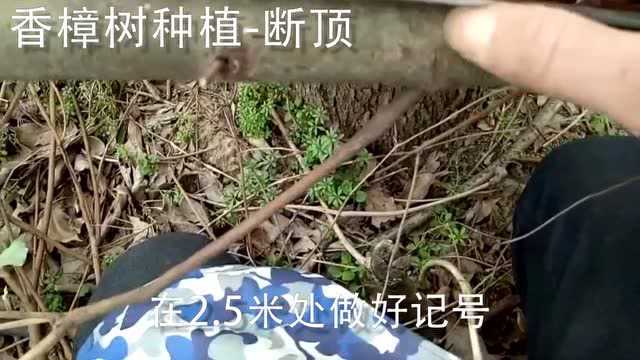 湖北香樟树种植你做对了吗?