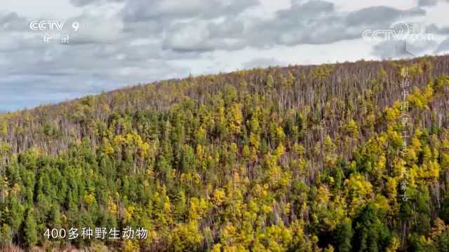 《航拍中国》内蒙古:俯瞰内蒙古大兴安岭最高峰绵延1200公里