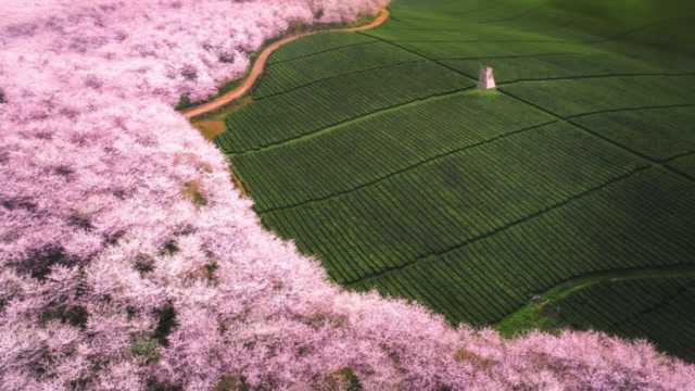 全球最大的樱花基地,不在日本,而藏在国内,即将花开成海,太完美