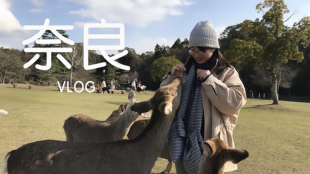 日本vlog:这就是传说中的奈良“流氓鹿”!