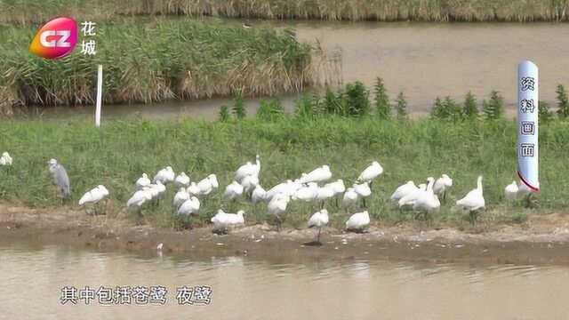 广州举办“爱鸟周”宣传活动 将开展保护野生鸟类专项检查