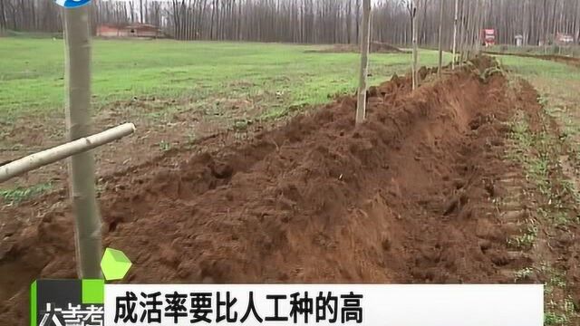 “种树机”一天栽树6000棵!信阳息县农民自研“黑科技”