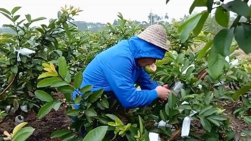 红心番石榴又大又甜,广西二胖吃一个就饱了