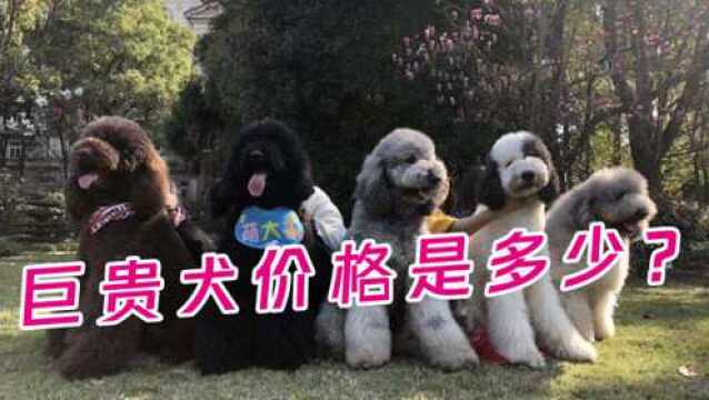 巨贵犬价格是多少?影响因素有哪些?