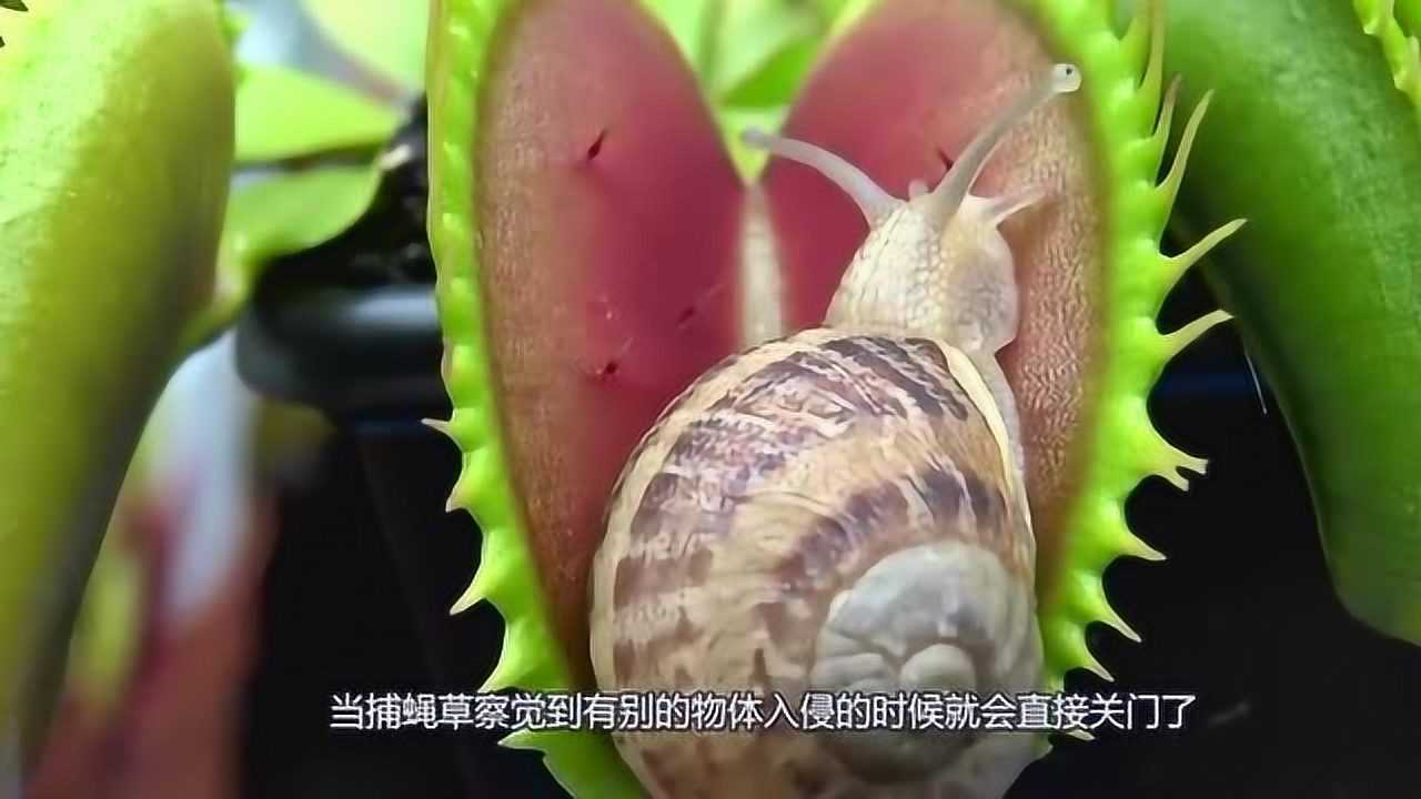 食人花能轻松吃掉昆虫当蜗牛爬进食人花的嘴里震撼的事情发生了