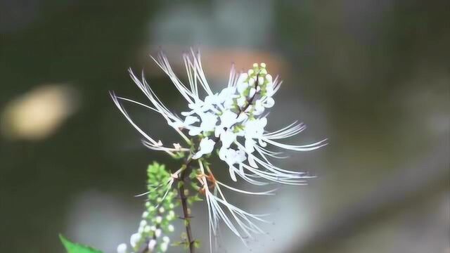 猫须草的功效与作用!