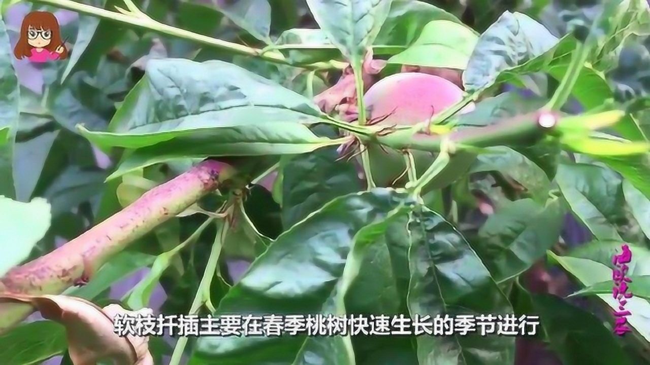 生活小技巧桃树如何进行扦插只要掌握以下技术成功率会高很多