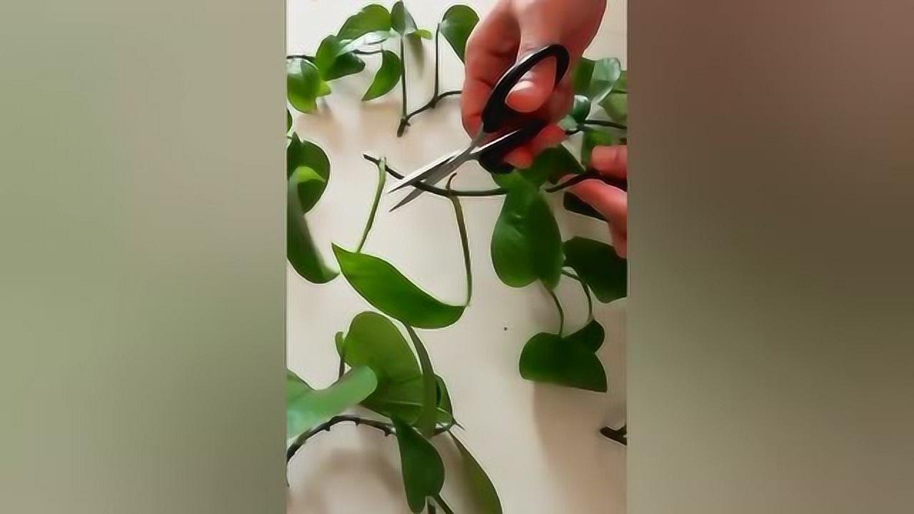 水培绿萝这样剪才易生根发芽爆满盆非常简单吧