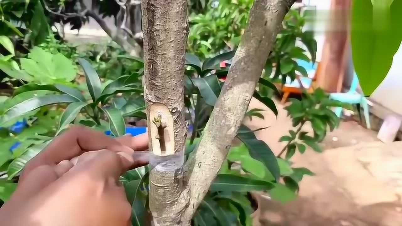 国外嫁接芒果的技术,这样长得更快