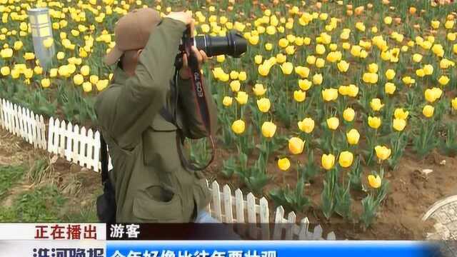 花博园:30万株郁金香等你来赏