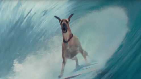 多学一门技术真的有必要！这只狗狗就凭借冲浪走上了狗生巅峰