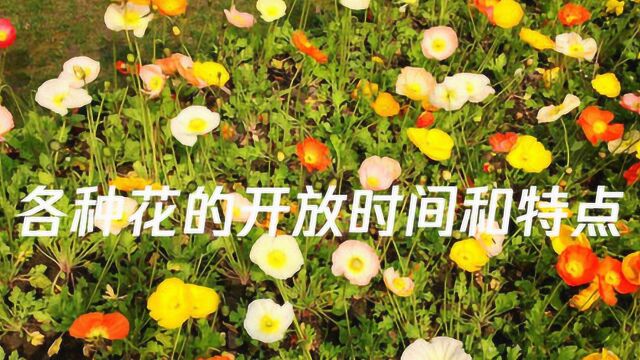 各种花的开放时间及特点