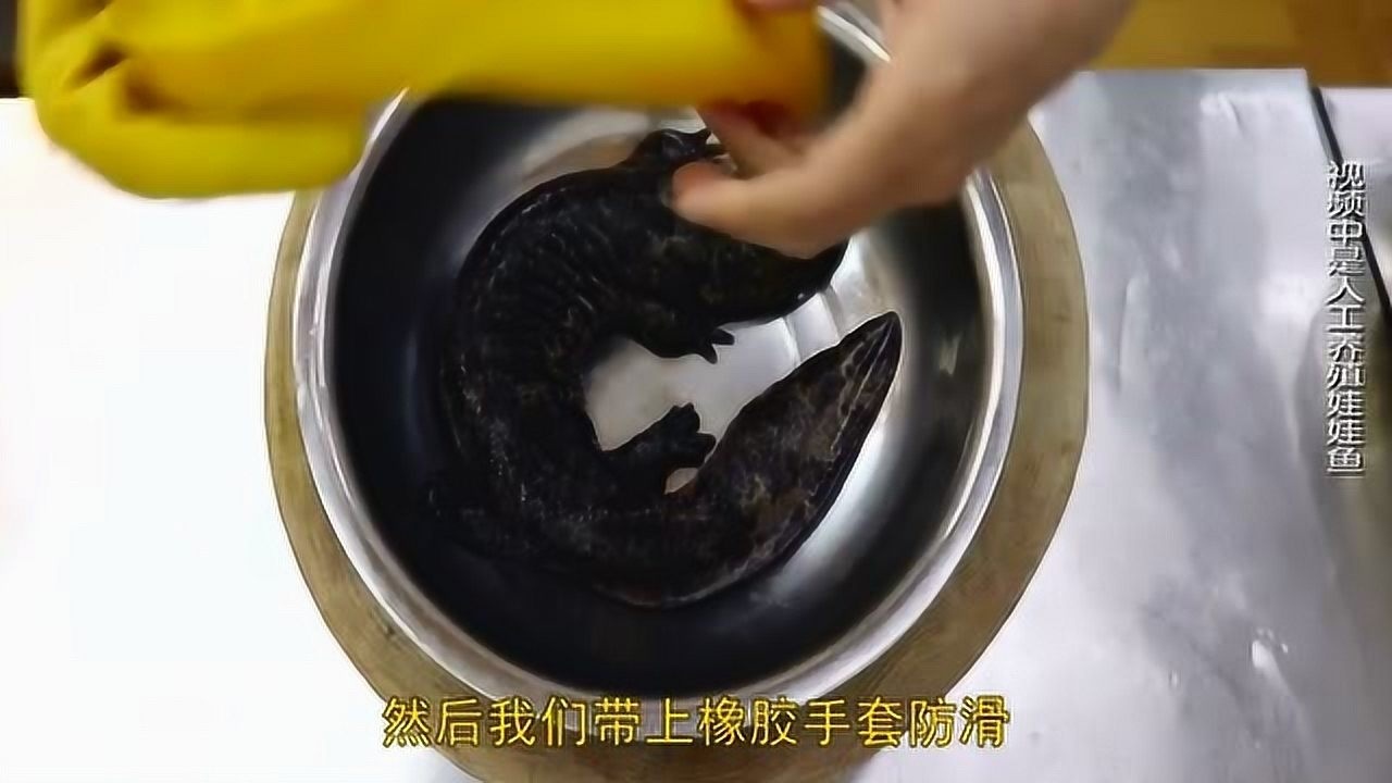 厨师长教你如何宰杀娃娃鱼全程都是硬核教学先收藏起来