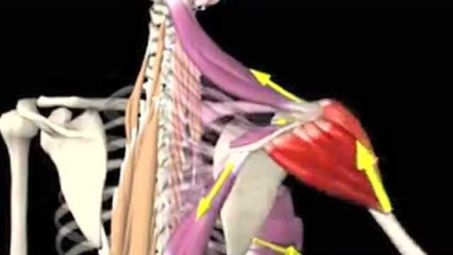 肩关节3D解剖奥运私人教练沈韦羲