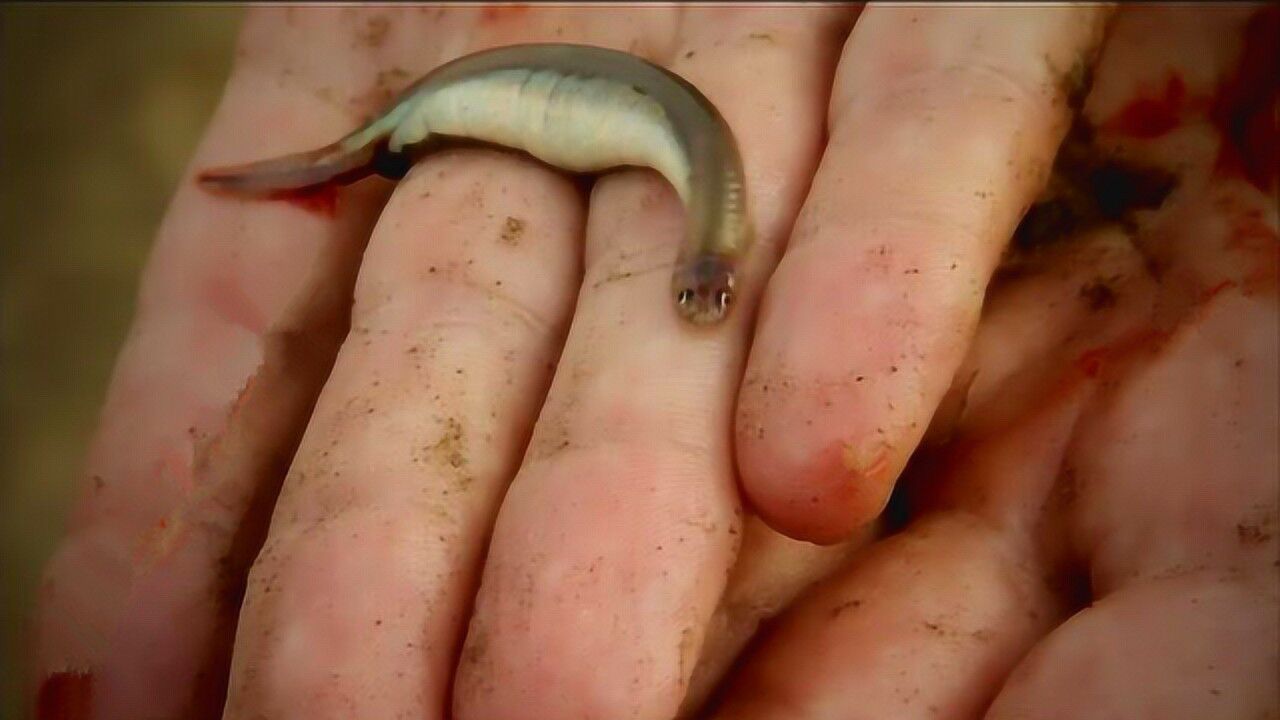 雨林惊见蓝色吸血鬼鱼 据传喜欢尿味钻生殖器吸血