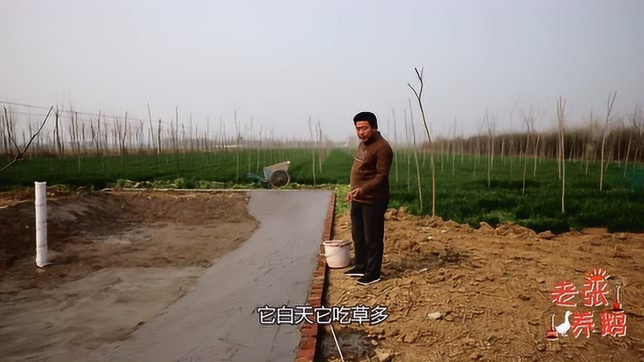 实拍养鹅的老张亲临养殖户家现场指挥修建水池讲的真详细