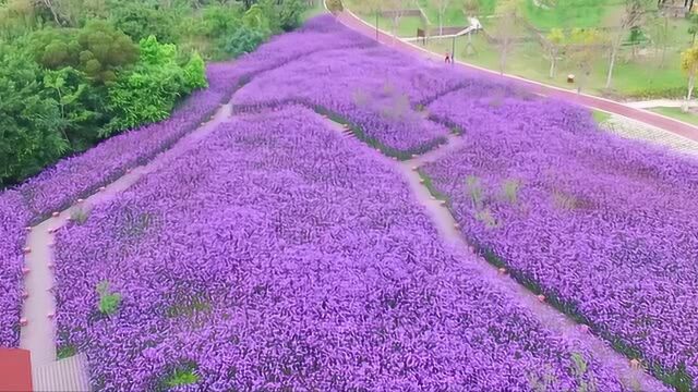 厦门园博苑马鞭草花海视频