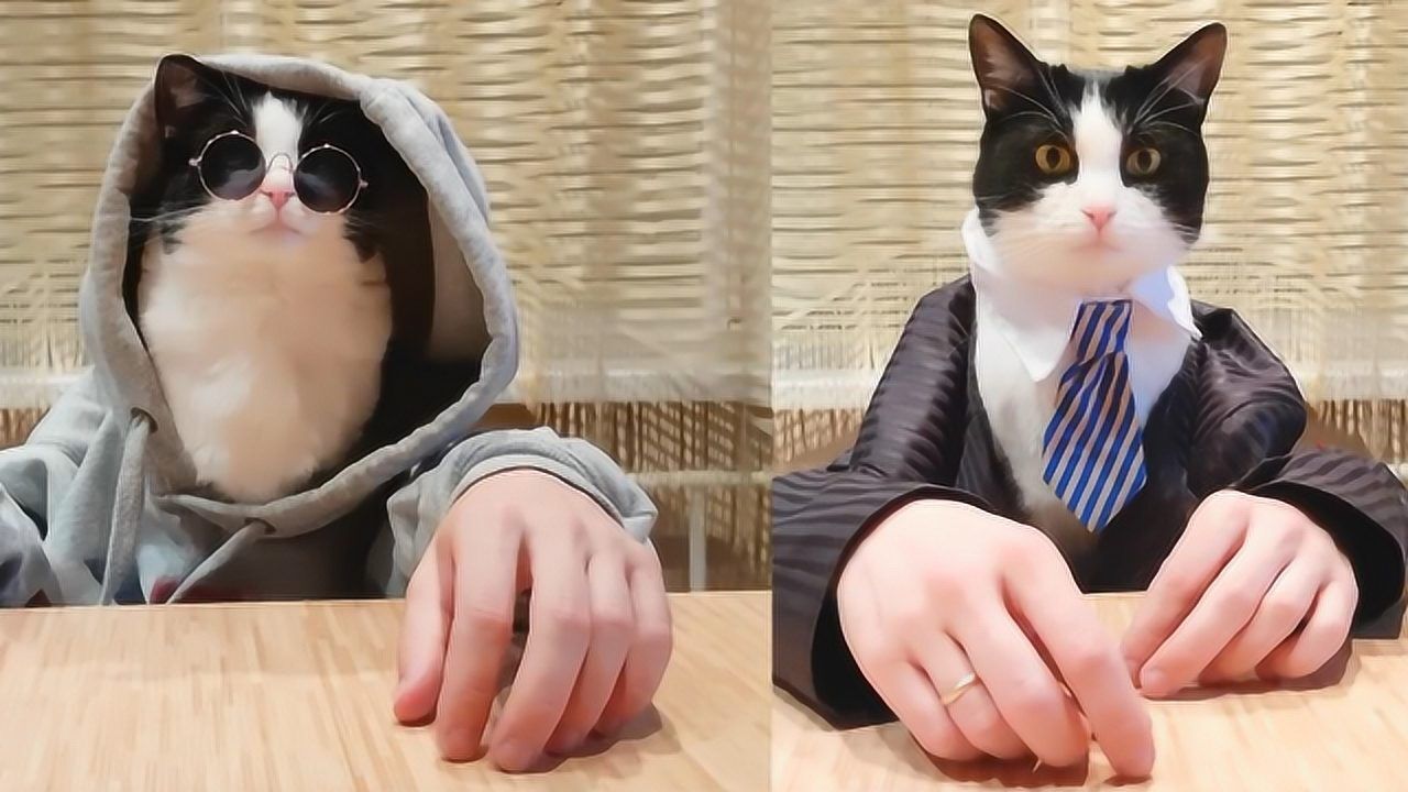 猫咪穿着西装装作人的样子吃东西,这也太逗了!