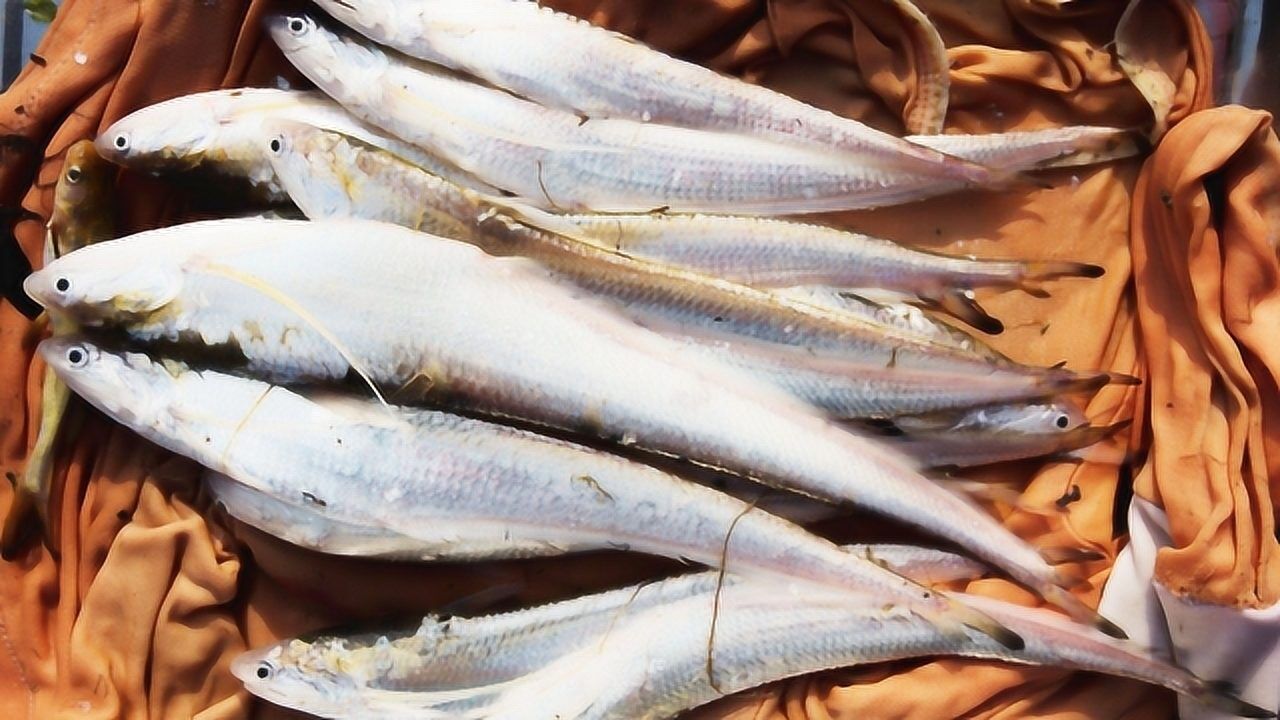 黄河刀鱼绝种了?黄河大叔:何其珍贵,放入锅中干爆就能出油