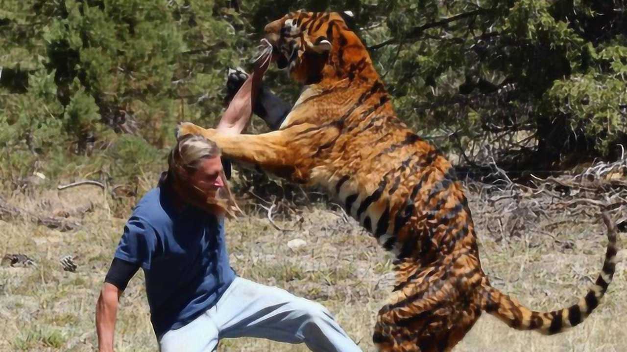 老虎吃过人后,为什么要尽快杀死?看完真感觉不能留