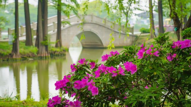 无锡太湖之滨金城湾,初夏的韵味已经来临