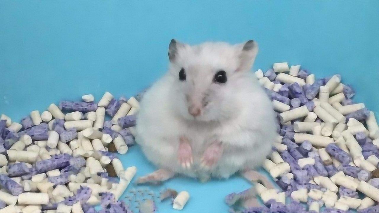 银狐仓鼠饲养方法是什么