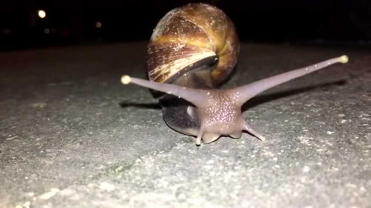 非洲大蜗牛有眼睛吗?