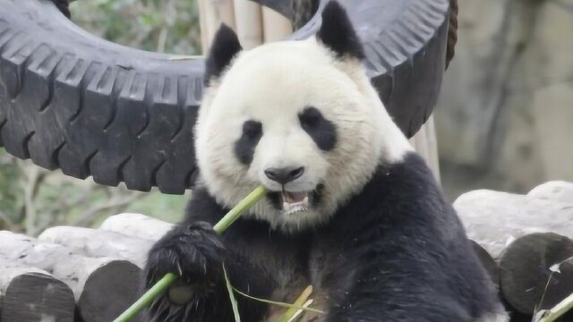 熊猫思雪卖力吃播,每一口竹子都咬的嘎嘣脆