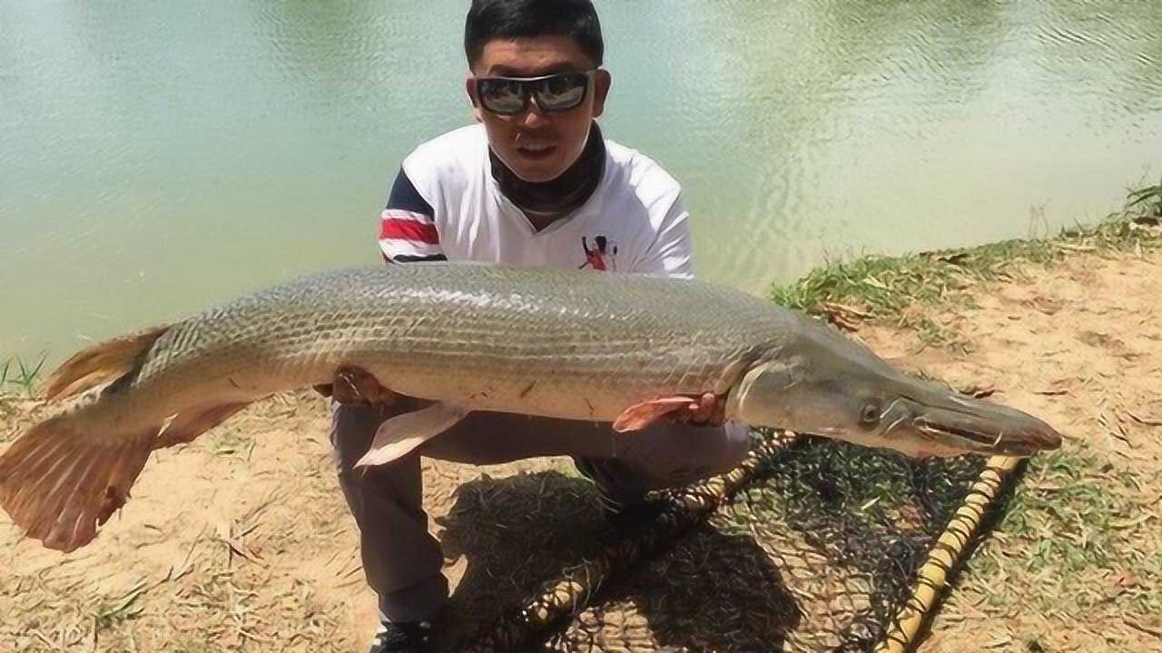 食人鱼入侵中国图片