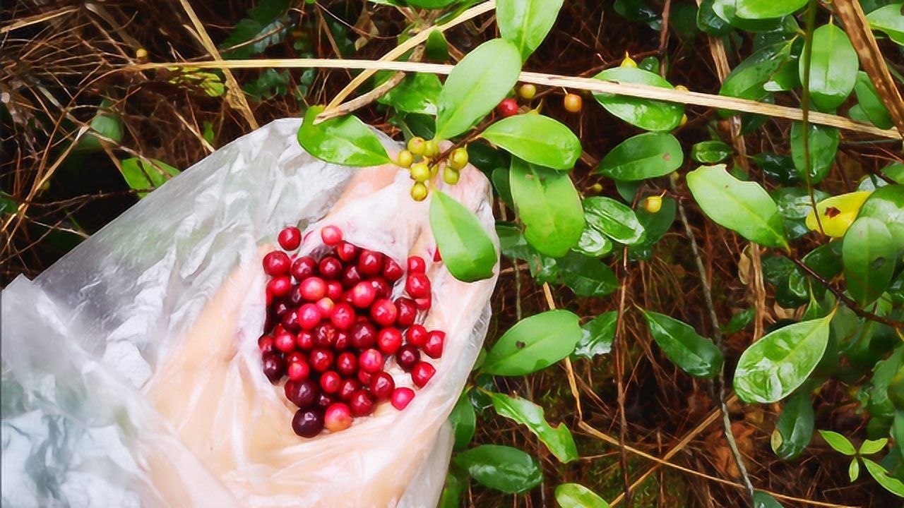 广西广东的朋友们这种酸藤子野果成熟了快带妹子去摘