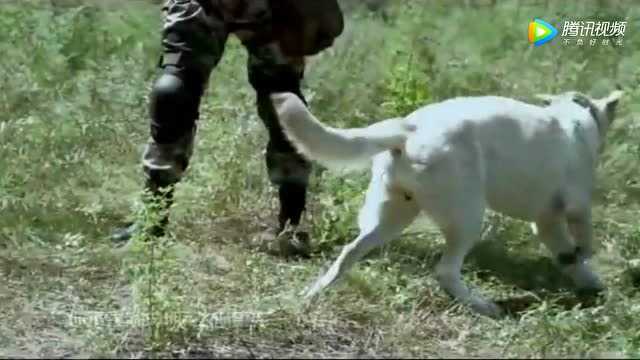 《神犬小七》的主题曲,“你不是我的朋友 你是另一个我”很好听