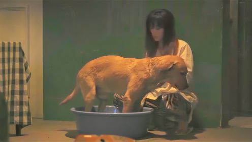 女孩捡到一只流浪狗，给他洗了个澡后，秒变成帅气小鲜肉