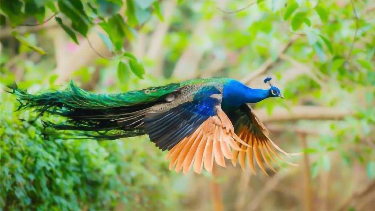 孔雀:不怕,我们会东南飞!